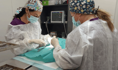 veterinaria técnicas veterinarias servicio cirugía tejidos blandos