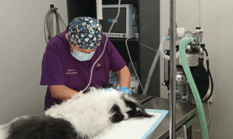 veterinaria técnicas veterinarias servicio cirugía tejidos blandos