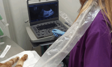 imagen servicio diagnóstico por imagen veterinaria técnicas veterinarias