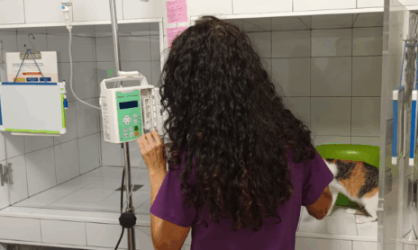 imagen servicio hospitalización veterinaria técnicas veterinarias