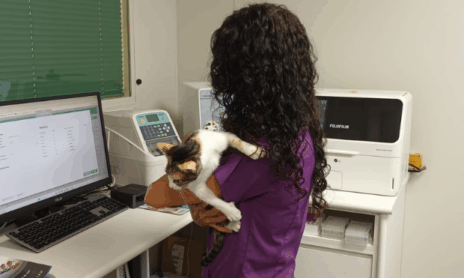 imagen servicio laboratorio veterinaria técnicas veterinarias