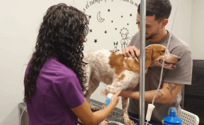 Veterinaria en Burjassot servicio medicina interna