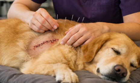 imagen servicio acupuntura veterinaria técnicas veterinarias imagen servicio acupuntura veterinaria técnicas veterinarias