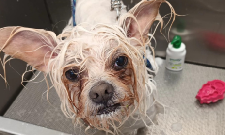 PELUQUERÍA PELUQUERÍA